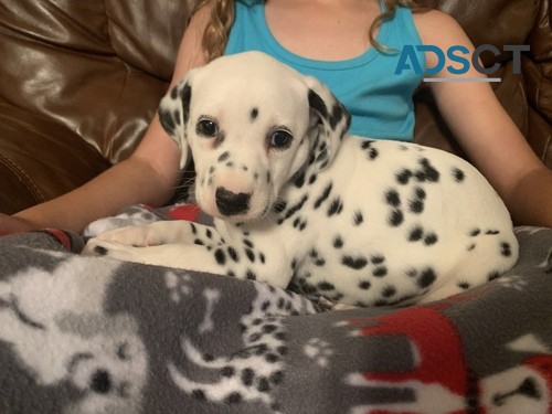 Dalmatian Puppies