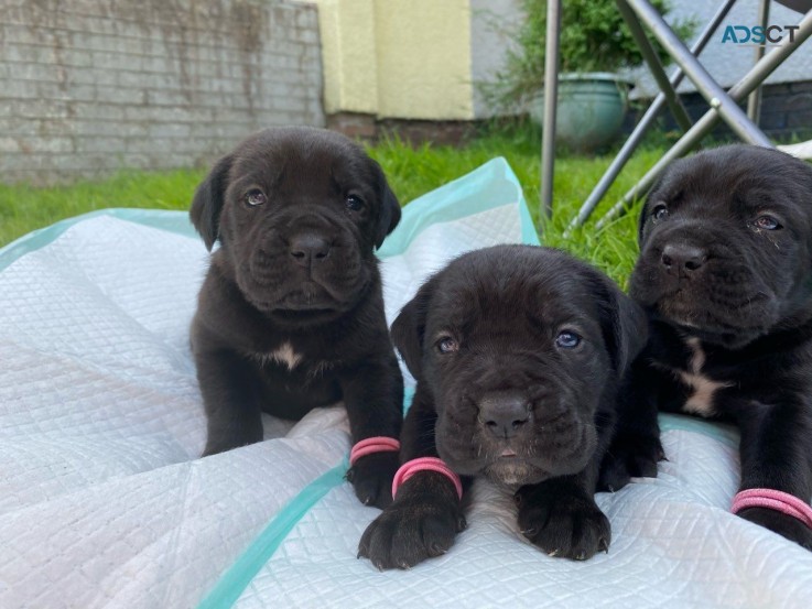 Cane Corso Puppies