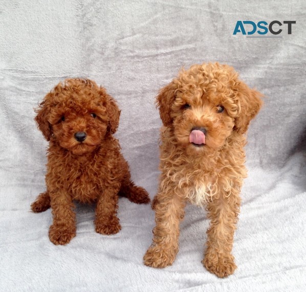 Poodles Puppies