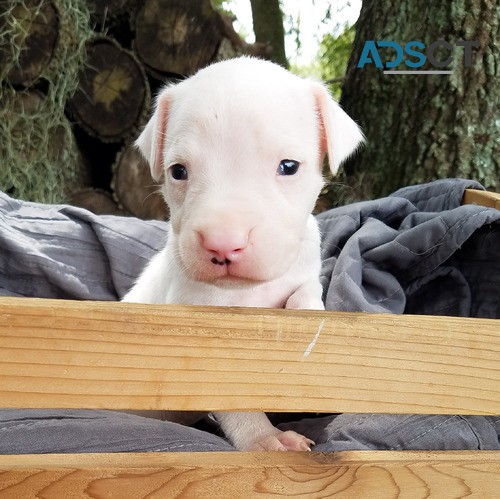 Dogo Argentino