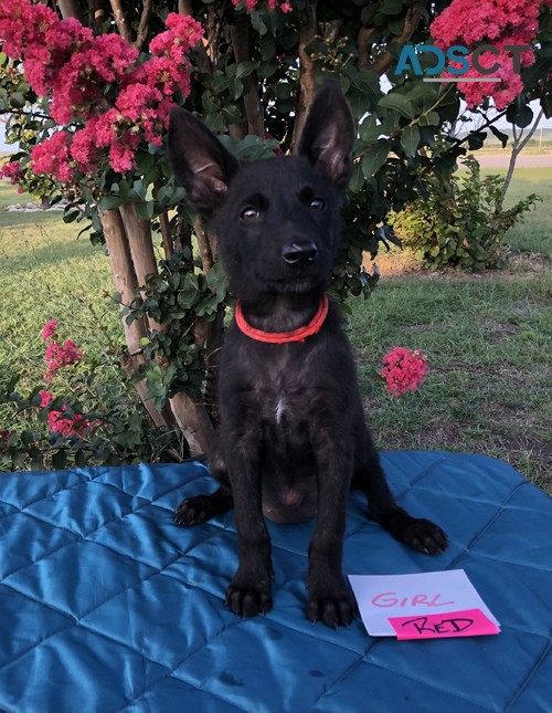 Dutch Shepherd Puppies