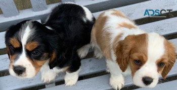 Cavalier King Charles Spaniel Puppies