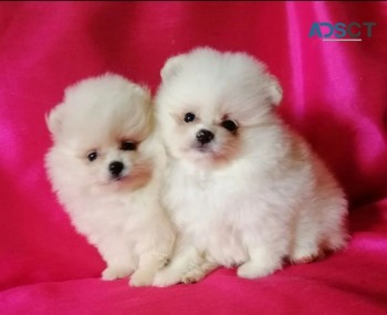 Pomeranian Puppies