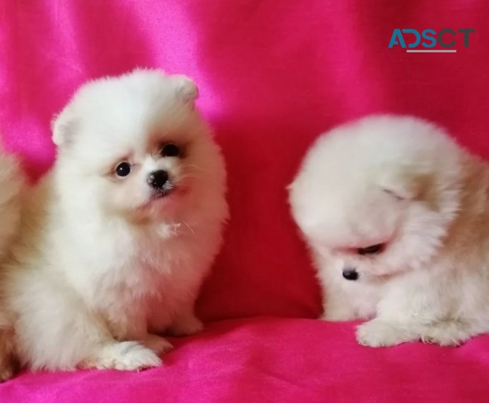 Pomeranian Puppies