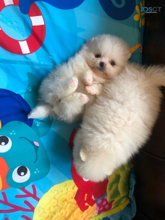 Pomeranian Puppies