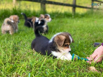  Welsh Pembrokeshire Corgis