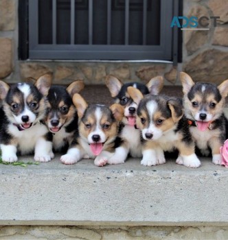  Welsh Pembrokeshire Corgis