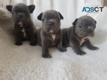 French Bulldog  Puppies