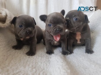 French Bulldog  Puppies