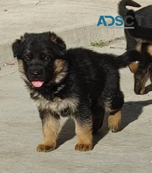 German Shepherd puppies for sale