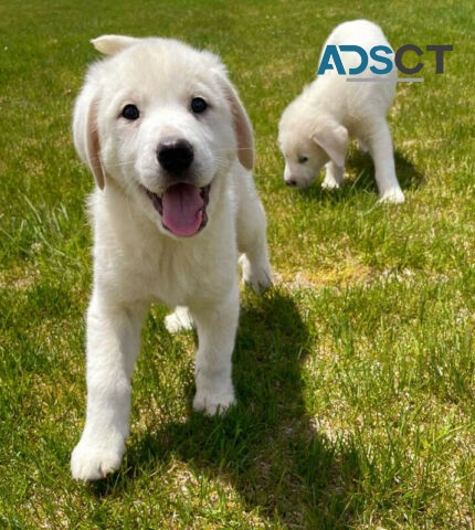 Stunning Golden Retriever Puppies