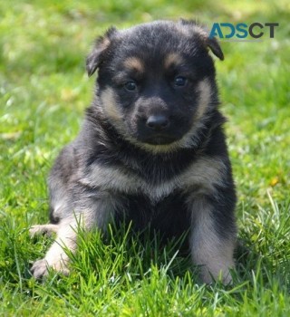 German Shepherd puppies for sale