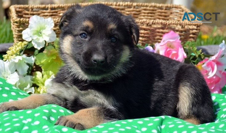 German Shepherd puppies for sale