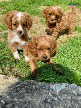 Apricot   Cavapoo  Puppies Available