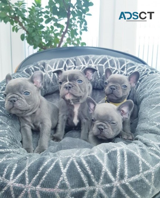 French Bulldog puppies for sale