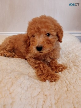 Stunning Goldendoodle  Puppies