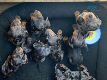 Stunning Dachshund Puppies