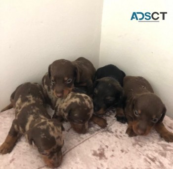 Stunning Dachshund Puppies