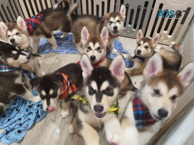 Alaskan Malamute Pups.