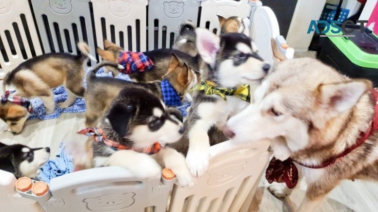 Alaskan Malamute Pups.