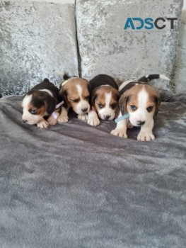 3 Lovely Beagle Puppies