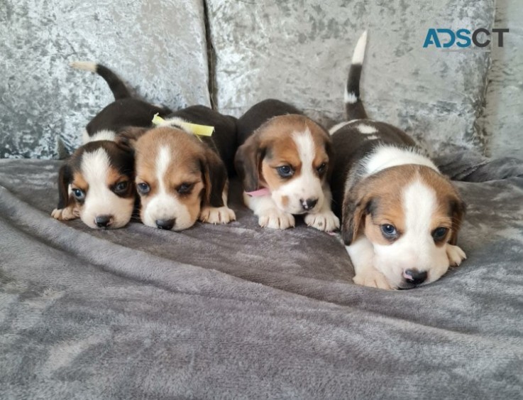 3 Lovely Beagle Puppies