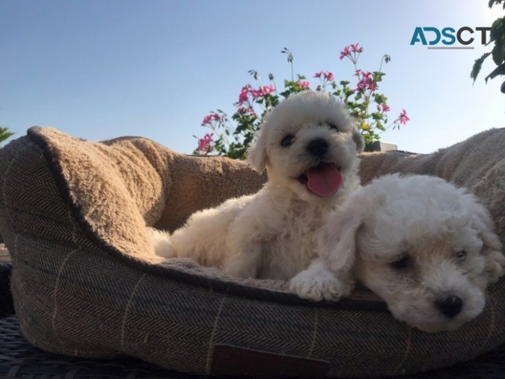 Bichon Frise Pup