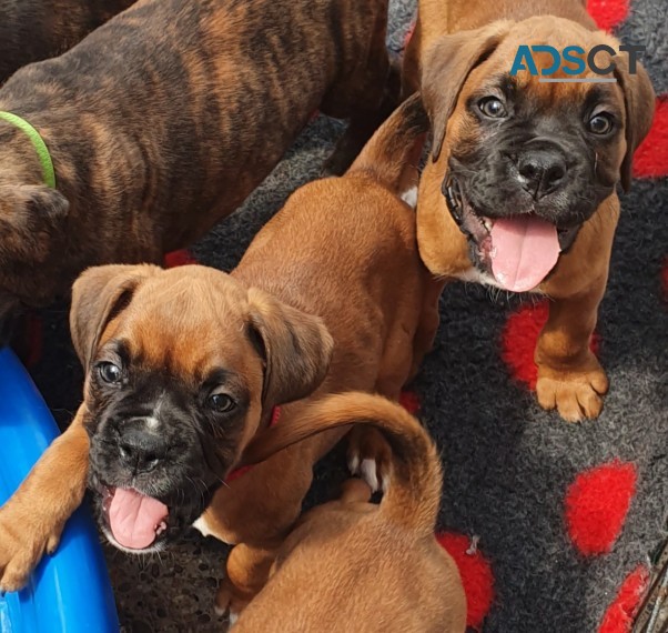 Boxer  puppies 