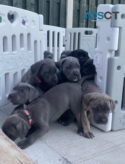 Cane Corso Pups