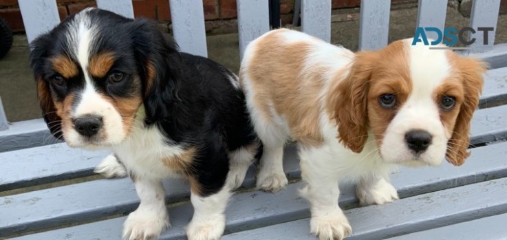 Cavalier King Charles Spaniel 