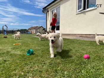 Golden Retriever puppies for sale