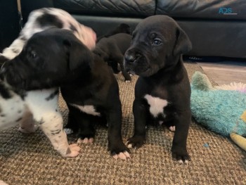 Great Dane Puppies for sale.