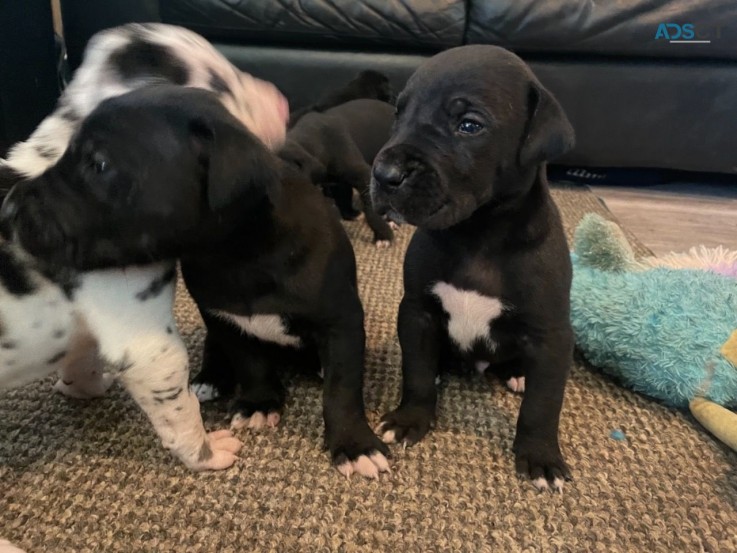 Great Dane Puppies for sale.