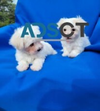 Gorgeous Maltese Puppies