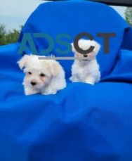 Gorgeous Maltese Puppies