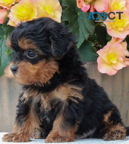  Yorkie puppies for sale