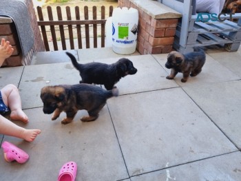 German Shepherd Puppies