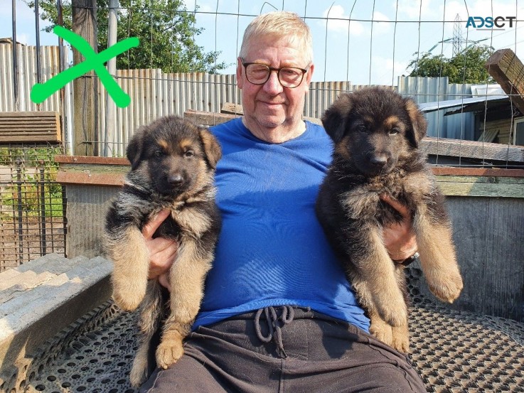 German Shepherd Puppies