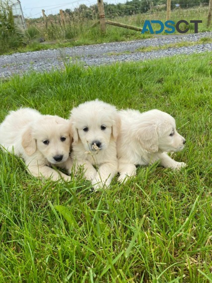 Golden Retriever Puppies