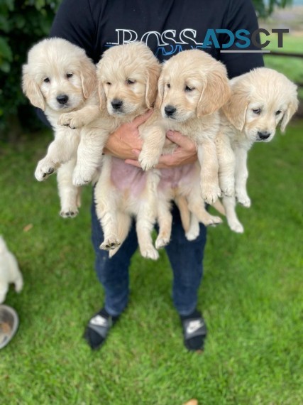 Golden Retriever Puppies