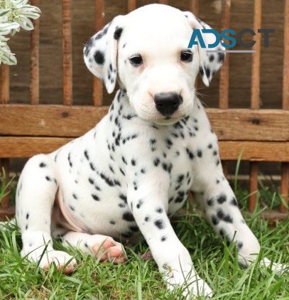 Dalmatian puppies for sale 