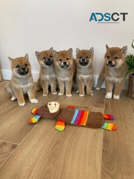 Japanese Shiba Inu Pups