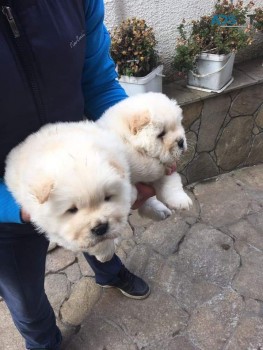 Chow Chow  Puppies