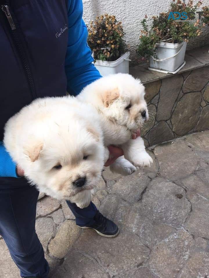 Chow Chow  Puppies