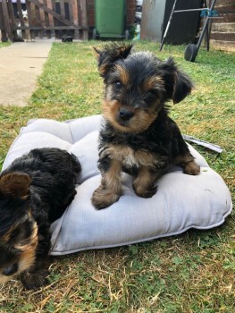 Yorkie puppies for sale