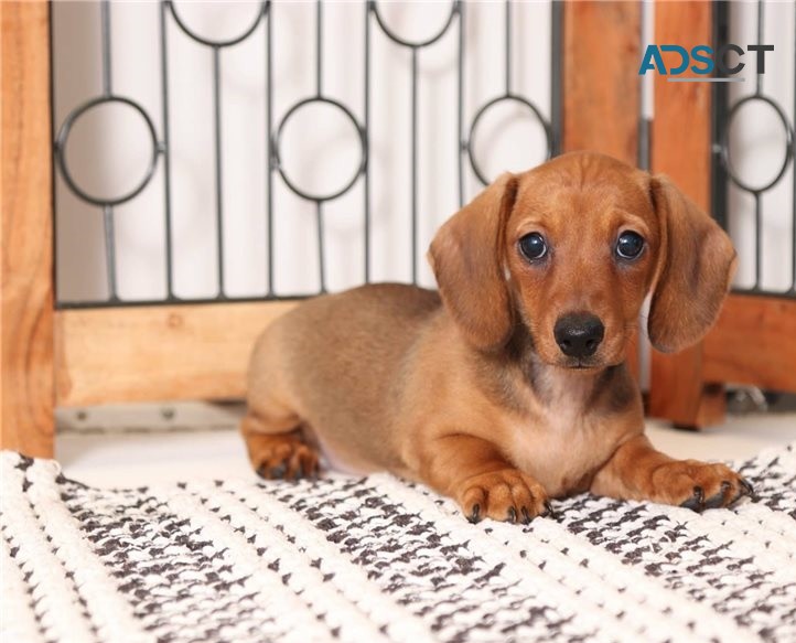 Dachshund puppies for sale