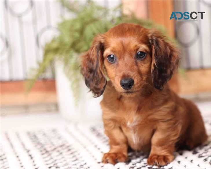 Dachshund puppies for sale