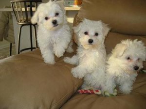 Adorable Maltese puppies