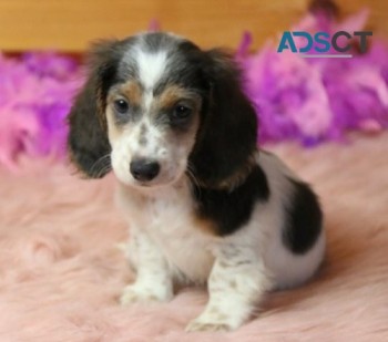 Dachshund puppies for sale