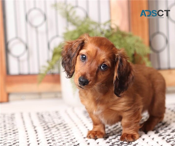 Dachshund puppies for sale